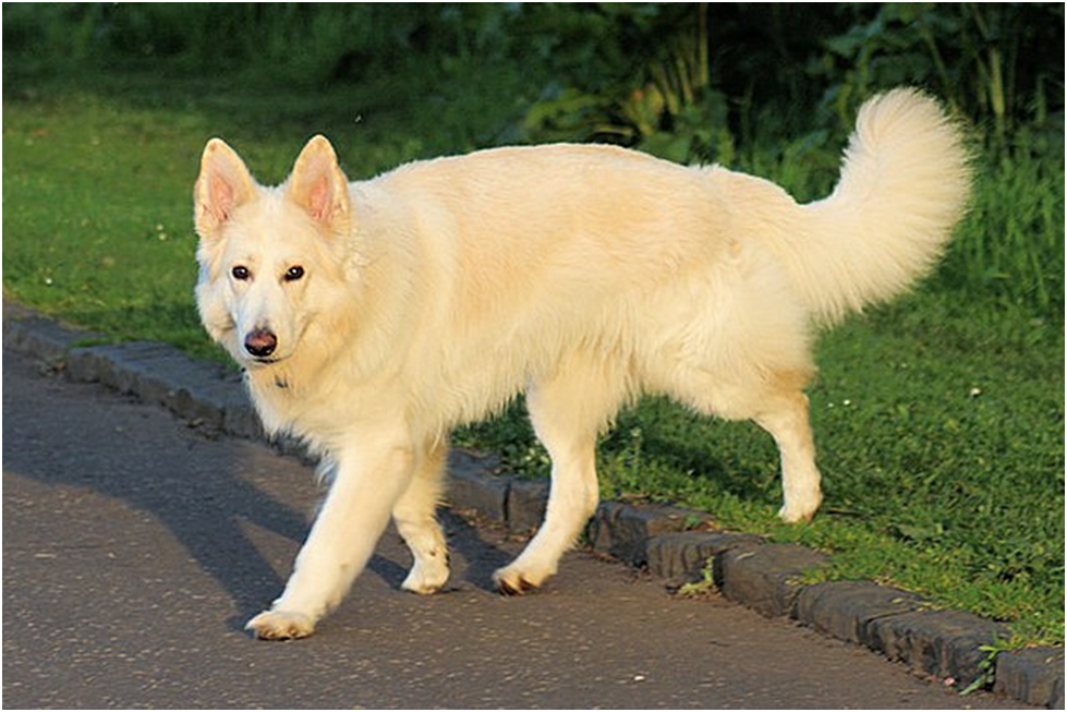 punish your dog for pooping inside